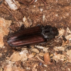 Ascetoderes sp. (genus) at Melba, ACT - 29 Jul 2024 02:07 PM