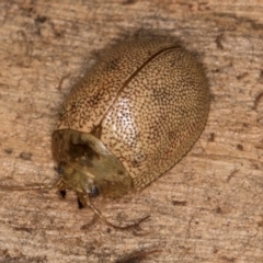 Paropsis atomaria (Eucalyptus leaf beetle) at Melba, ACT - 29 Jul 2024 by kasiaaus