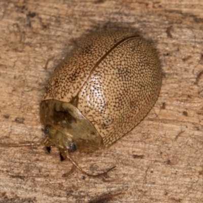 Paropsis atomaria (Eucalyptus leaf beetle) at Melba, ACT - 29 Jul 2024 by kasiaaus