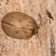 Paropsis atomaria at Melba, ACT - 29 Jul 2024