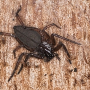 Hemicloea sp. (genus) at Melba, ACT - 29 Jul 2024