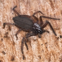 Hemicloea sp. (genus) at Melba, ACT - 29 Jul 2024