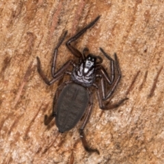 Hemicloea sp. (genus) at Melba, ACT - 29 Jul 2024