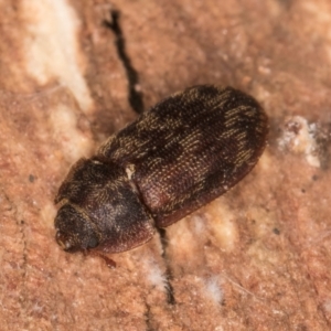 Neaspis variegata at Melba, ACT - 29 Jul 2024