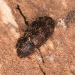 Neaspis variegata at Melba, ACT - 29 Jul 2024