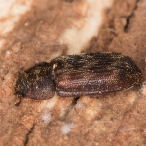 Neaspis variegata at Melba, ACT - 29 Jul 2024 02:23 PM