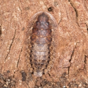 Laxta sp. (genus) at Melba, ACT - 29 Jul 2024