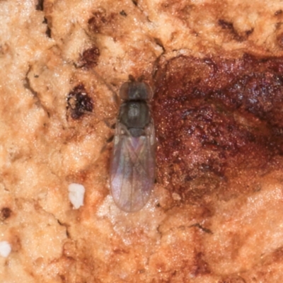 Unverified True fly (Diptera) at Melba, ACT - 29 Jul 2024 by kasiaaus