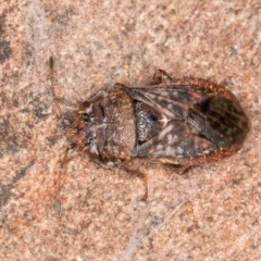 Eurynysius meschioides (Seed bug) at Melba, ACT - 29 Jul 2024 by kasiaaus