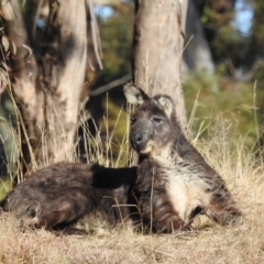 Osphranter robustus robustus (Eastern Wallaroo) at Kambah, ACT - 27 Jul 2024 by HelenCross