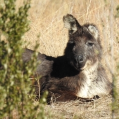 Osphranter robustus robustus at Kambah, ACT - 27 Jul 2024 02:46 PM