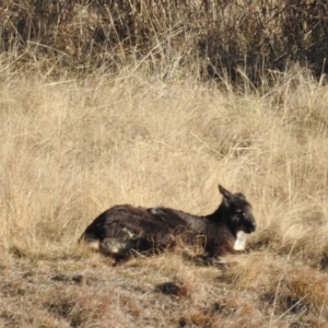 Osphranter robustus robustus at Kambah, ACT - 27 Jul 2024 02:46 PM