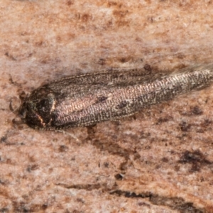 Oecophoridae (family) at Melba, ACT - 29 Jul 2024