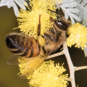 Apis mellifera at Melba, ACT - 29 Jul 2024