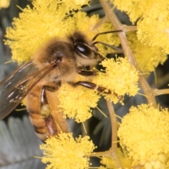 Apis mellifera at Melba, ACT - 29 Jul 2024 02:45 PM