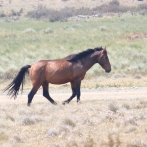 Equus caballus at Long Plain, NSW - suppressed