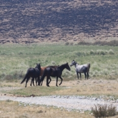 Equus caballus at Long Plain, NSW - suppressed