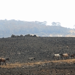 Equus caballus (Brumby, Wild Horse) at Gooandra, NSW - 14 Jan 2020 by DonFletcher