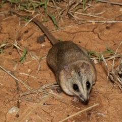 Sminthopsis macroura (Stripe-faced Dunnart) at Opalton, QLD - 2 Feb 2022 by MichaelBedingfield