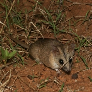 Sminthopsis macroura at Opalton, QLD - 3 Feb 2022