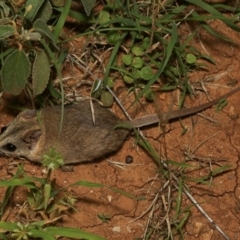 Sminthopsis macroura at Opalton, QLD - 3 Feb 2022 12:58 AM