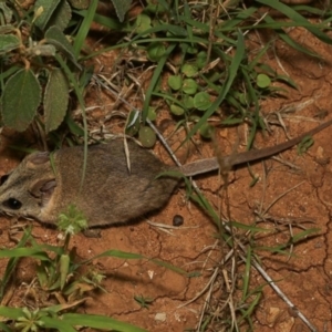 Sminthopsis macroura at Opalton, QLD - 3 Feb 2022 12:58 AM