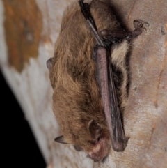 Vespadelus baverstocki (Inland Forest Bat) at Gluepot, SA - 20 Apr 2023 by MichaelBedingfield