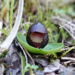 Corysanthes incurva (Slaty Helmet Orchid) at Bruce, ACT - 29 Jul 2024 by RobG1