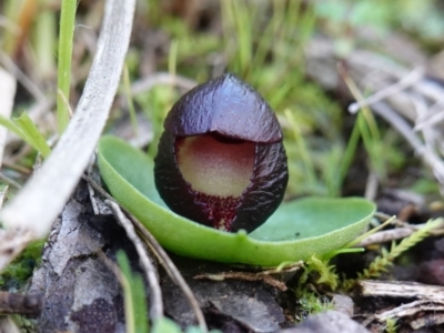 Corysanthes incurva (Slaty Helmet Orchid) at Bruce, ACT - 29 Jul 2024 by RobG1