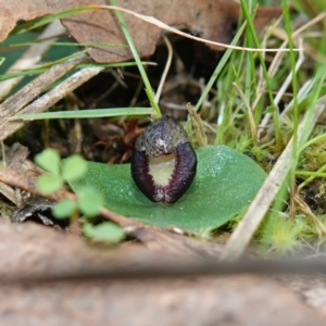 Corysanthes incurva at suppressed - 29 Jul 2024