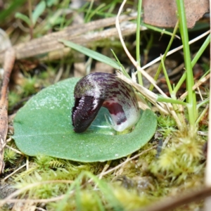 Corysanthes incurva at suppressed - 29 Jul 2024