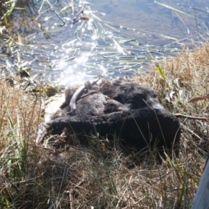 Cygnus atratus at Gungahlin, ACT - 30 Jul 2024 12:26 PM