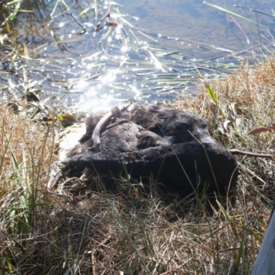 Cygnus atratus (Black Swan) at Gungahlin, ACT - 30 Jul 2024 by TrishGungahlin