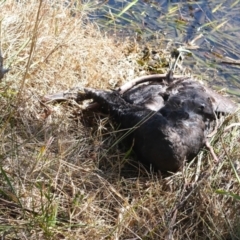 Cygnus atratus at Gungahlin, ACT - 30 Jul 2024 12:26 PM