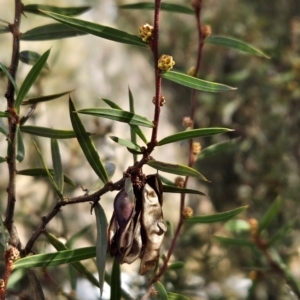 Acacia siculiformis at Rendezvous Creek, ACT - 28 Jul 2024