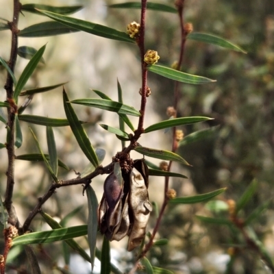 Acacia siculiformis (Dagger Wattle) at Rendezvous Creek, ACT - 28 Jul 2024 by BethanyDunne