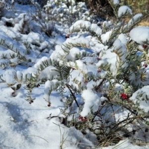 Grevillea lanigera at Rendezvous Creek, ACT - 28 Jul 2024 10:14 AM