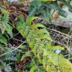 Polystichum proliferum at Rendezvous Creek, ACT - 28 Jul 2024 11:06 AM