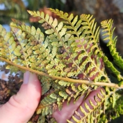 Polystichum proliferum at Rendezvous Creek, ACT - 28 Jul 2024 11:06 AM