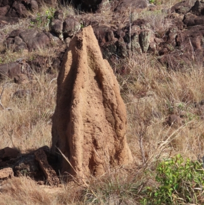 Unverified Termite (superfamily Termitoidea) at Somerset, QLD - 30 Jul 2024 by lbradley