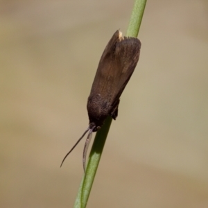 Miscera lygropis at Lake Innes, NSW - suppressed