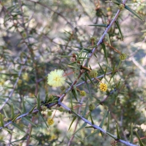 Acacia ulicifolia at Watson, ACT - 29 Jul 2024