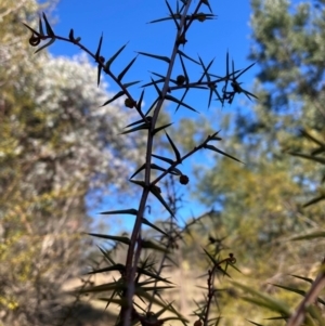 Acacia ulicifolia at Watson, ACT - 29 Jul 2024