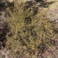 Acacia ulicifolia at Watson, ACT - 29 Jul 2024