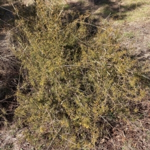 Acacia ulicifolia at Watson, ACT - 29 Jul 2024