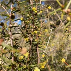 Acacia ulicifolia at Watson, ACT - 29 Jul 2024 11:22 AM