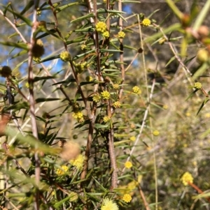 Acacia ulicifolia at Watson, ACT - 29 Jul 2024 11:22 AM