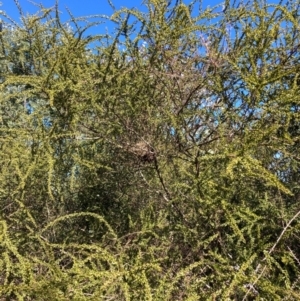 Acacia paradoxa at Watson, ACT - 29 Jul 2024 11:15 AM