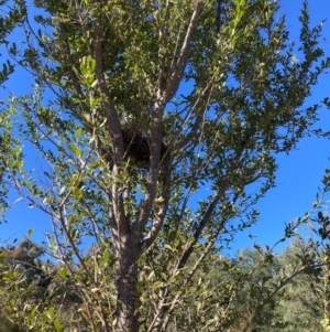 Bursaria spinosa at Watson, ACT - 29 Jul 2024