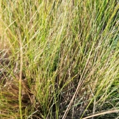 Nassella trichotoma (Serrated Tussock) at Yarralumla, ACT - 28 Jul 2024 by JenniM